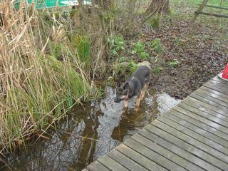 unser Hund dmpelt natrlich wieder im kalten Wasser